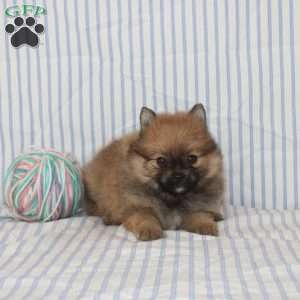 Oria, Pomeranian Puppy